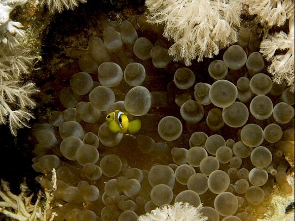 Entacmaea quadricolor